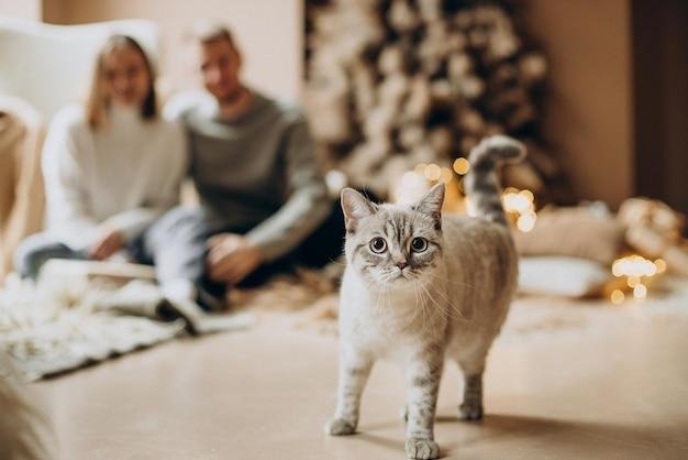 5 Holiday Hazards to Avoid if You Have a Cat