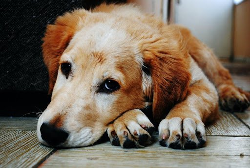 10 Emergency Signs Dog Owners Should Watch For