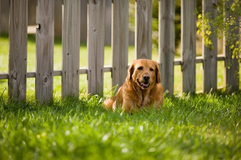 A Comprehensive Guide to Various Types of Fences for Dogs